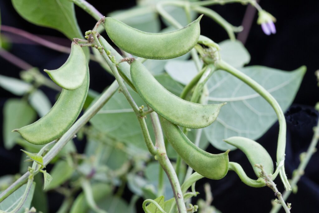 Lima Beans