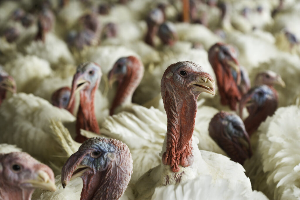 The Beltsville Small White: A Heritage Turkey