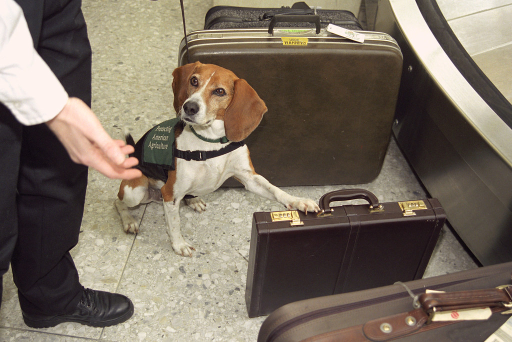 Beagle inspecting luggage
