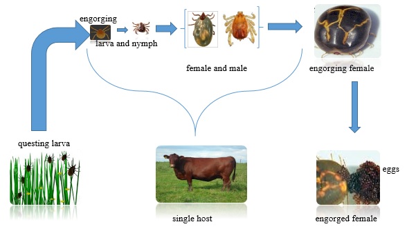 one-host tick lifecycle