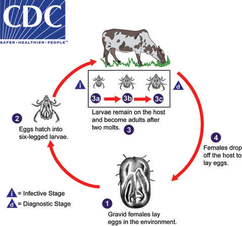 CDC Infographic