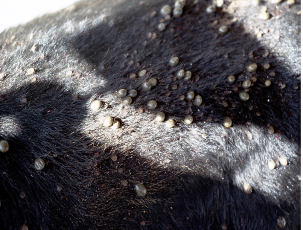 ticks on cattle